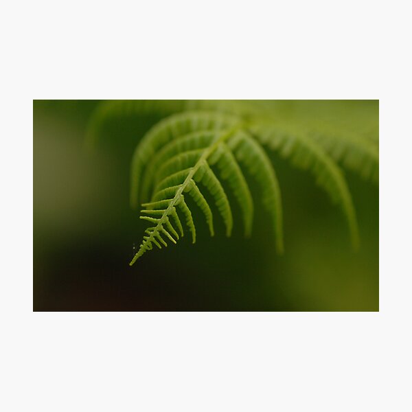 Fern Leaf Photographic Print