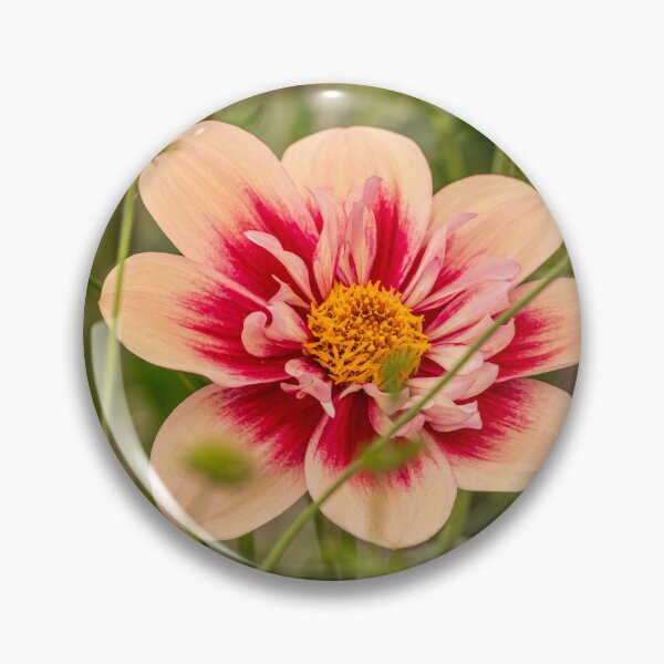 Item preview, Peach and dark pink Dahlia in a garden designed and sold by bailey-cooper.