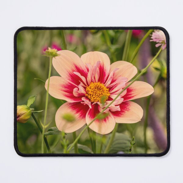 Item preview, Peach and dark pink Dahlia in a garden designed and sold by bailey-cooper.