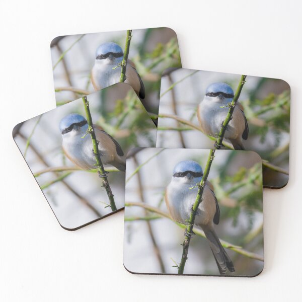 Item preview, Shrike Bird Staring at Camera, Detailed Wildlife Photography Design designed and sold by Shaheer-WallArt.