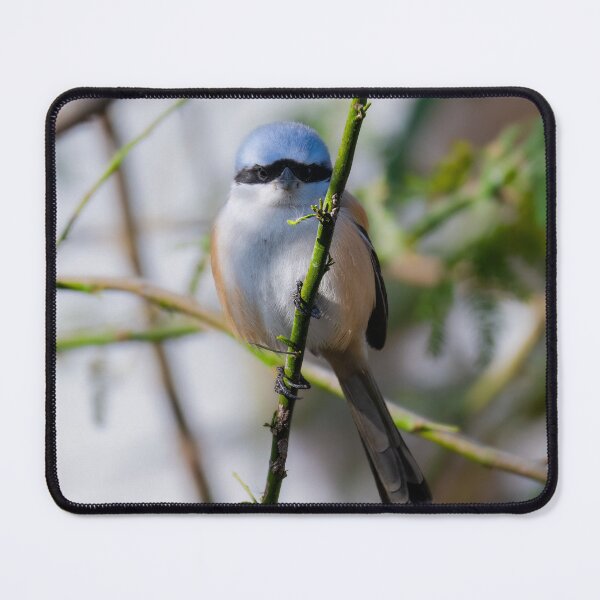 Item preview, Shrike Bird Staring at Camera, Detailed Wildlife Photography Design designed and sold by Shaheer-WallArt.
