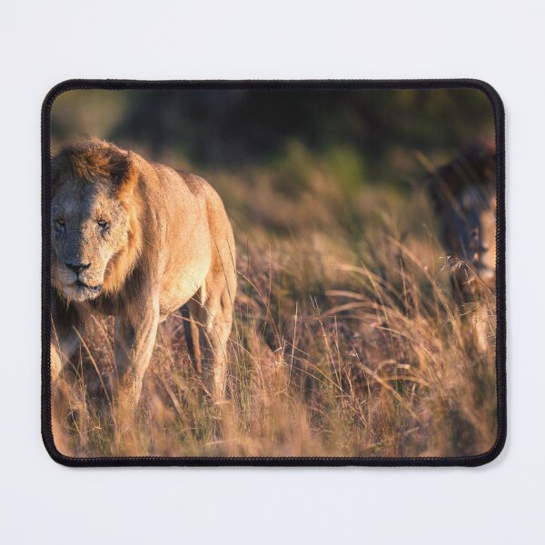 Item preview, Two Male Lions on the Prowl Masai Mara Kenya designed and sold by PhotoArt by Joan Carroll.