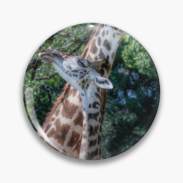 Item preview, Two Giraffes Rubbing Necks 2 Masai Mara Kenya designed and sold by PhotoArt by Joan Carroll.
