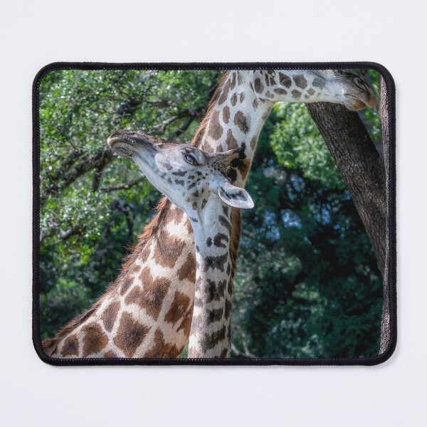 Item preview, Two Giraffes Rubbing Necks 2 Masai Mara Kenya designed and sold by PhotoArt by Joan Carroll.