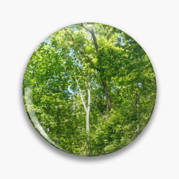 Item preview, Walk through the woodland cathedral designed and sold by Joel Bader.