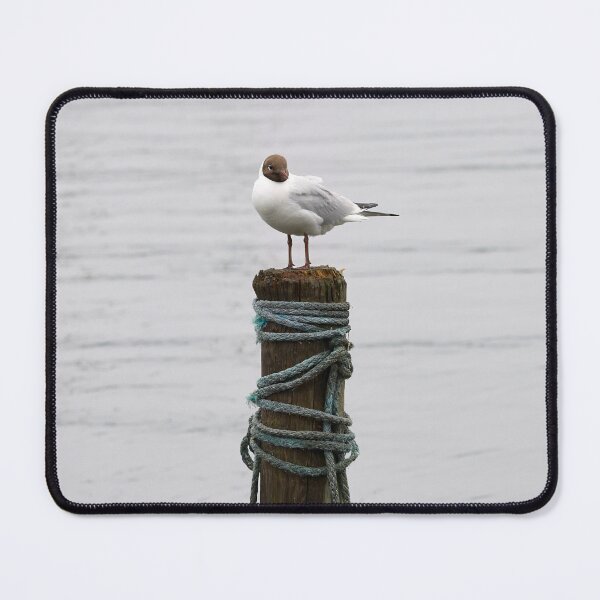 Item preview, Pile top. Black-headed gull designed and sold by Jouko Lehto Photography.