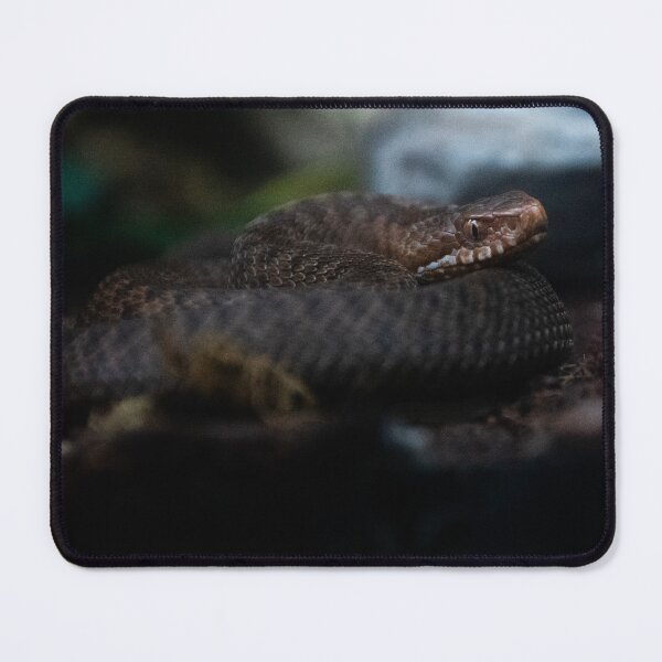 Item preview, European Adder designed and sold by Dan Dolan Photography.
