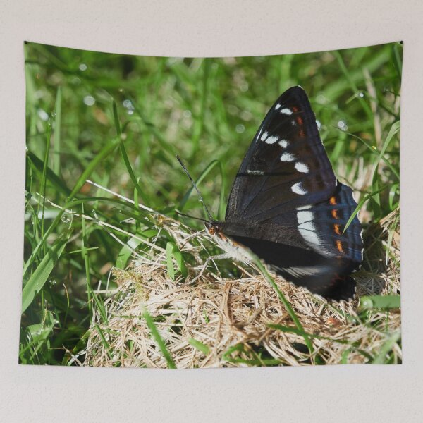 Item preview, Poplar Admiral profile designed and sold by Jouko Lehto Photography.
