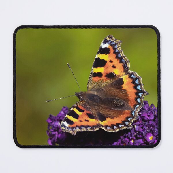 Item preview, Small Tortoiseshell butterfly on a Buddleia designed and sold by Tom McPherson Photography.