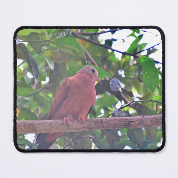 Item preview, Panamanian Dove (Male Rufous-backed Dove) Portrait | Bird Photography in the Garden designed and sold by Karina Creative Studio.
