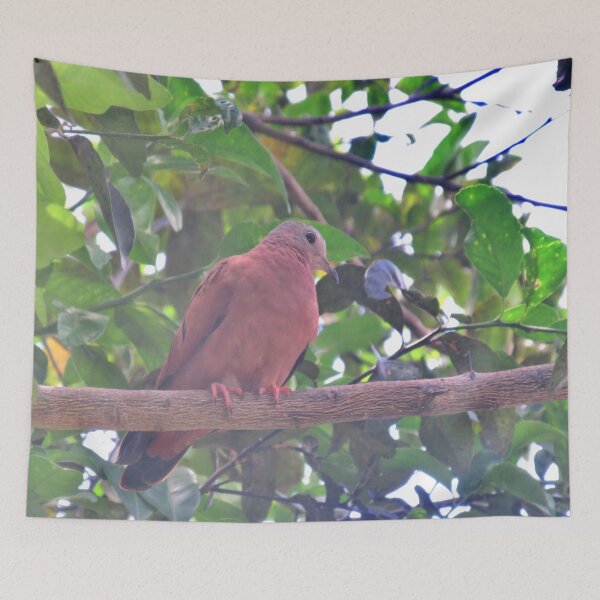 Item preview, Panamanian Dove (Male Rufous-backed Dove) Portrait | Bird Photography in the Garden designed and sold by Karina Creative Studio.