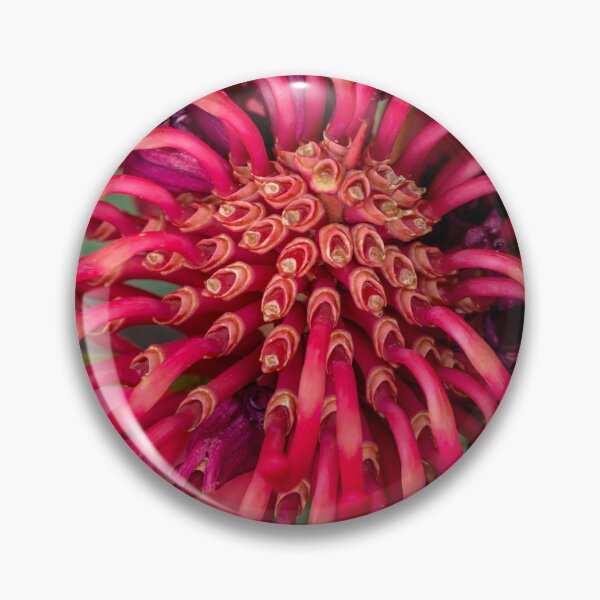 Item preview, red waratah stems designed and sold by Esther Frieda.