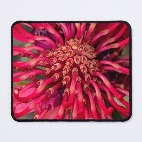 Item preview, red waratah stems designed and sold by Esther Frieda.