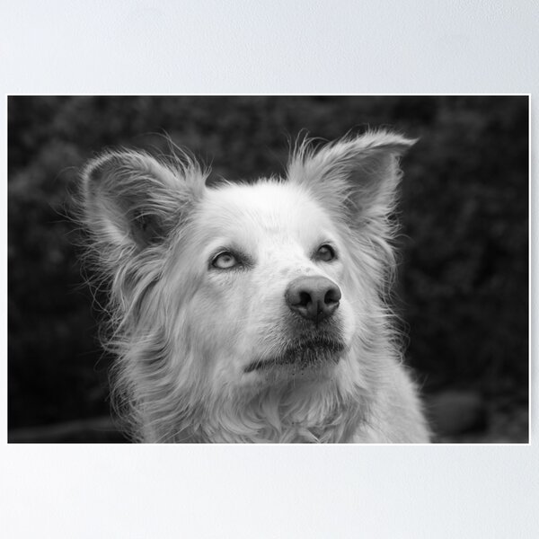 Nanook the Dog in Black and White Poster