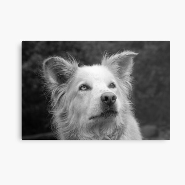 Nanook the Dog in Black and White Metal Print