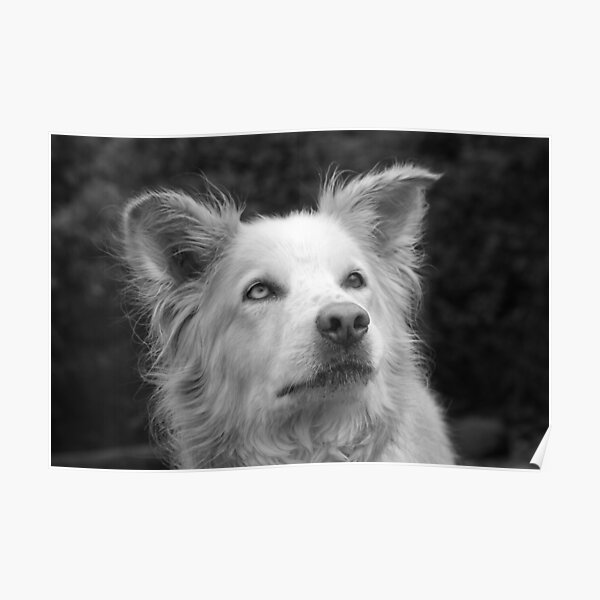 Nanook the Dog in Black and White Poster