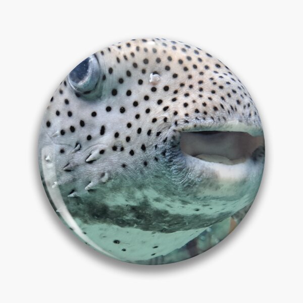 Item preview, Face to face with puffer fish designed and sold by RoosterD.