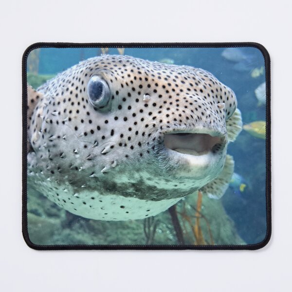 Item preview, Face to face with puffer fish designed and sold by RoosterD.