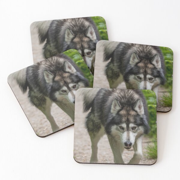 Item preview, Malamute Wolf Hybrid designed and sold by xesh.