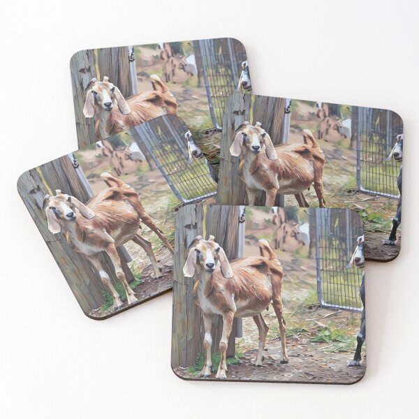 Item preview, Nubian goats at Dream Girls farm Lavender and Blue Moon designed and sold by RobynPeters1836.