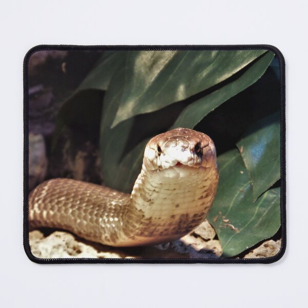 Item preview, The Monocled Cobra designed and sold by Yolanda Caporn Art.