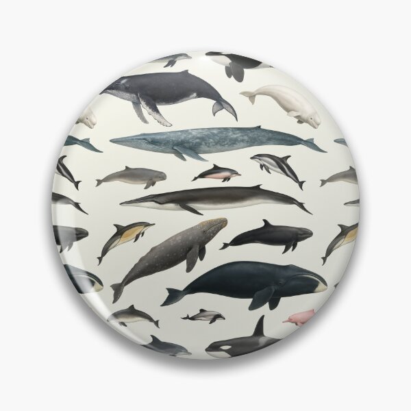 Item preview, Cetaceans of the World Illustration Chart Dolphin Whale designed and sold by kakarikihill.