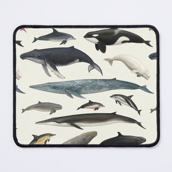 Item preview, Cetaceans of the World Illustration Chart Dolphin Whale designed and sold by kakarikihill.