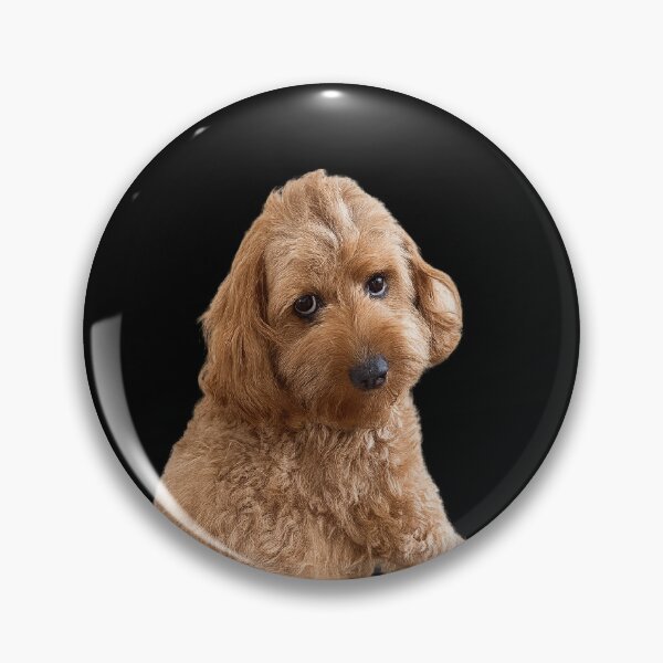Item preview, Labradoodle Dog sarcastic staring Meme designed and sold by Prime_Store.