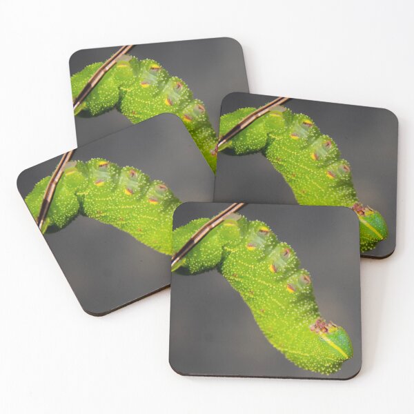 Item preview, Poplar Hawk-Moth Caterpillar (Laothoe Populi) designed and sold by Dan Dolan Photography.