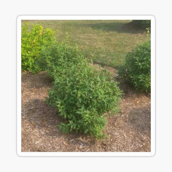 Item preview, Bush designed and sold by RedParker.