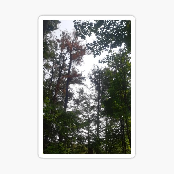 Item preview, Trees designed and sold by RedParker.
