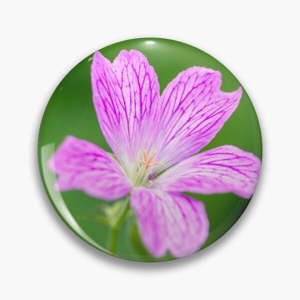 Item preview, Little Geranium designed and sold by JeanKellyPhoto.