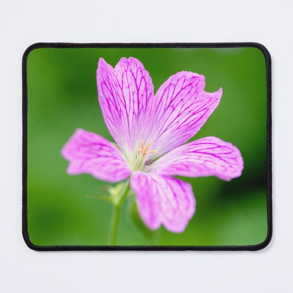 Item preview, Little Geranium designed and sold by JeanKellyPhoto.