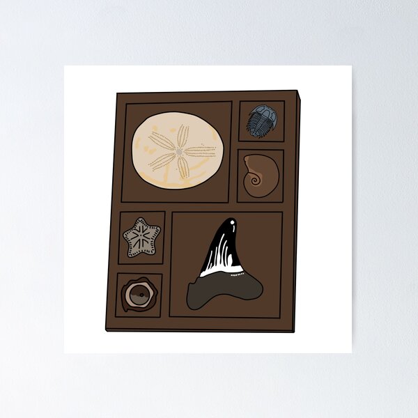 Item preview, Copy of Curio tray of fossils 2 designed and sold by Meggie-moos.