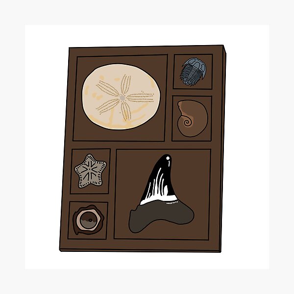 Item preview, Copy of Curio tray of fossils 2 designed and sold by Meggie-moos.
