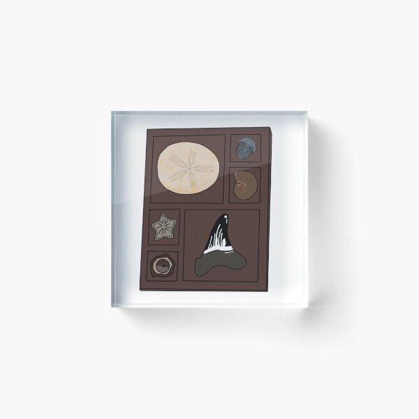 Item preview, Copy of Copy of Curio tray of fossils 3 designed and sold by Meggie-moos.
