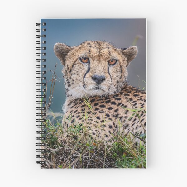 Item preview, Reclining Cheetah Masai Mara Kenya designed and sold by PhotoArt by Joan Carroll.