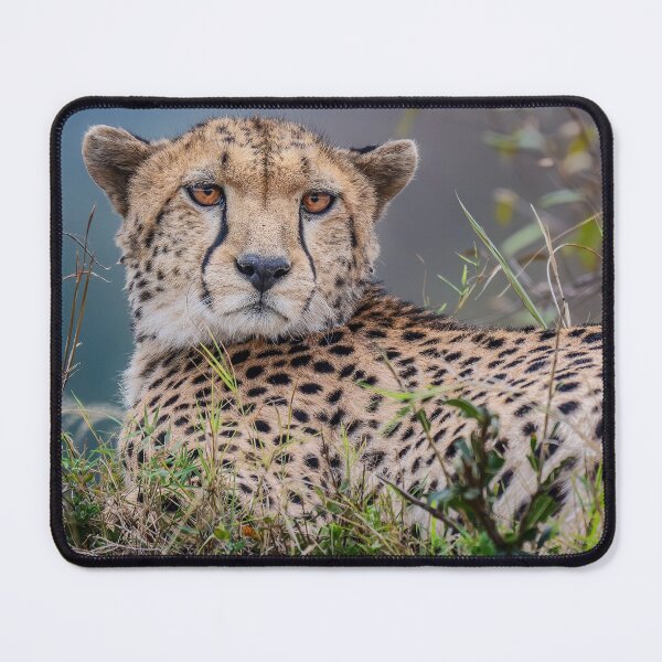 Item preview, Reclining Cheetah Masai Mara Kenya designed and sold by PhotoArt by Joan Carroll.
