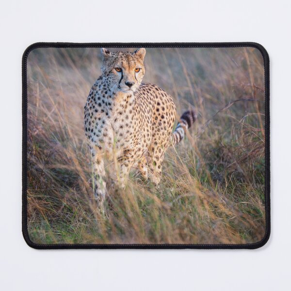 Item preview, Cheetah Starts A Chase Masai Mara Kenya designed and sold by PhotoArt by Joan Carroll.