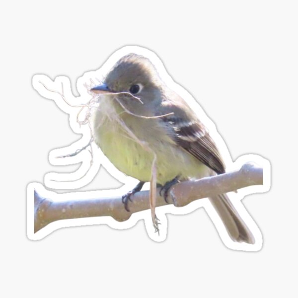 Item preview, Western flycatcher  designed and sold by kritterkewl.