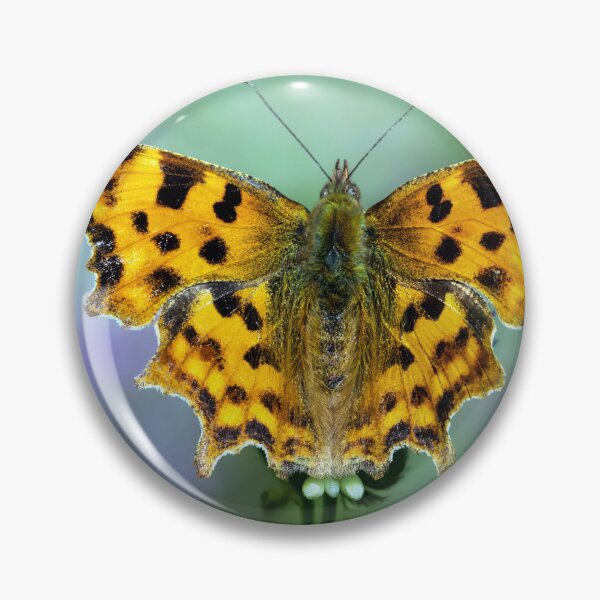 Item preview, Comma Butterfly Macro designed and sold by Tom McPherson Photography.