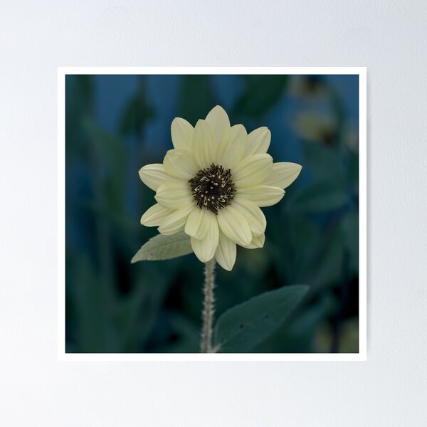 Item preview, White border photo of yellow sunflower  designed and sold by Cblifeisgood.