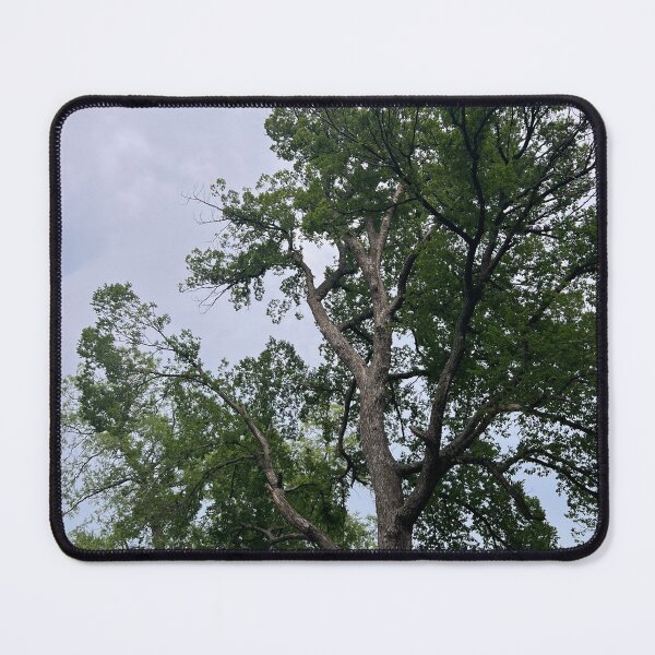 Item preview, eastern cottonwood designed and sold by cloudymaiiyah.