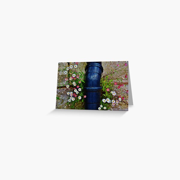 drainpipe and daisies Greeting Card