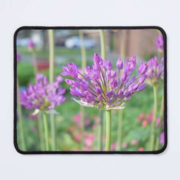 Item preview, Purple Allium Flowers | Ottawa, Ontario designed and sold by GreatDaneDesignsCo.