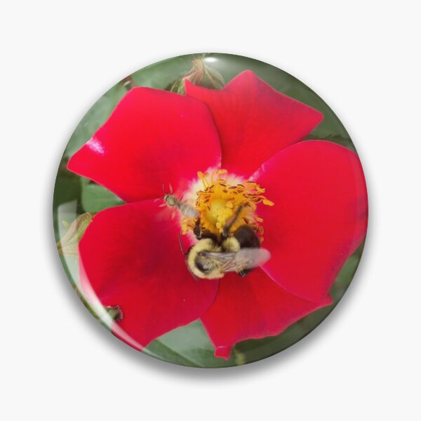 Item preview, Two Very Different Wild Bees on a Red Rose designed and sold by Amanda1775.