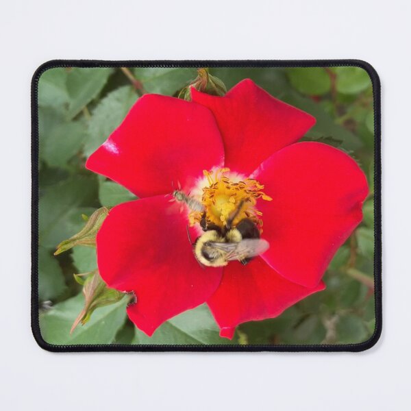 Item preview, Two Very Different Wild Bees on a Red Rose designed and sold by Amanda1775.
