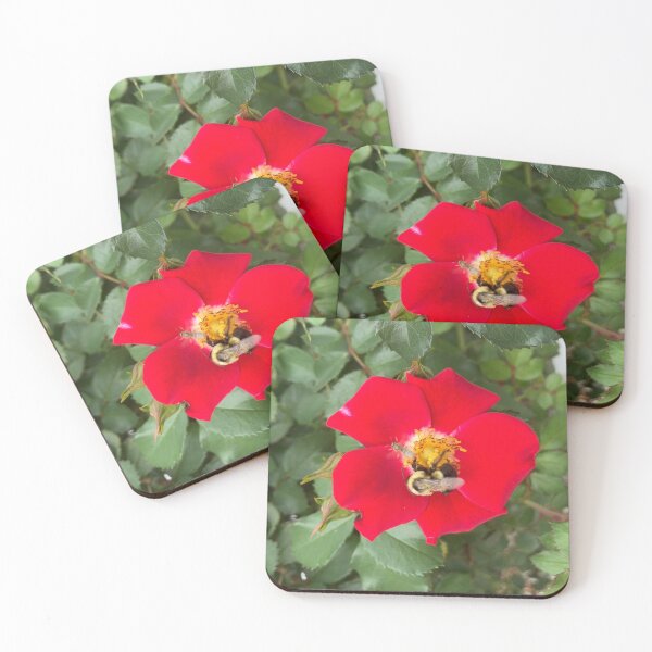 Item preview, Two Very Different Wild Bees on a Red Rose designed and sold by Amanda1775.