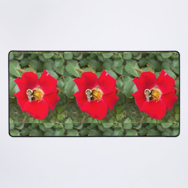 Item preview, Two Very Different Wild Bees on a Red Rose designed and sold by Amanda1775.