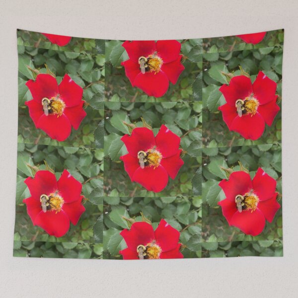Item preview, Two Very Different Wild Bees on a Red Rose designed and sold by Amanda1775.